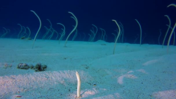 Unterwasserfische Leben Korallenriffgartentaale Unterwasser Gartenaale Gorgasia Sillneri Unterwasser Fischriffe Marine — Stockvideo
