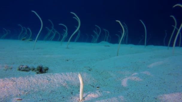 水中魚の生命サンゴ礁の庭ウナギ 水中ガーデンウナギ Gorgasia Sillneri 水中魚リーフマリン 熱帯のカラフルな水中海景 サンゴ礁のサンゴのシーン トロピカルブルーウォーターカラフルな魚 カラフルな熱帯サンゴ礁 — ストック動画