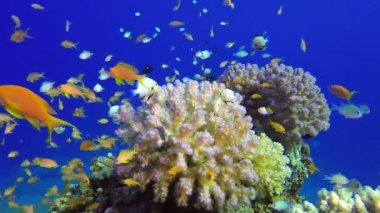 Güzel balık deniz Bahçesi