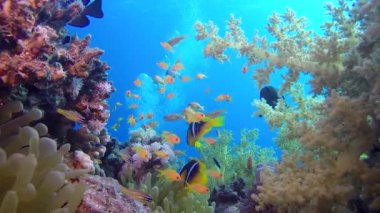 Güzel mercan Bahçesi