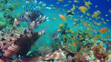 Güzel tropikal aslan-balık