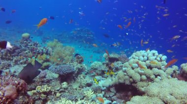 Güzel tropikal mercan Bahçesi