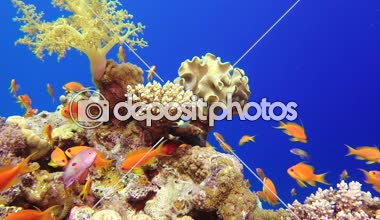 Güzel sualtı renkli mercanlar ve balıklar