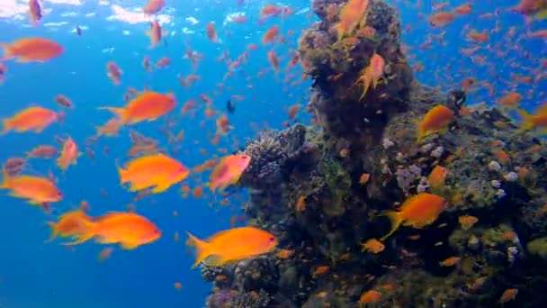 파란색 배경으로 아름 다운 다채로운 물고기 — 비디오