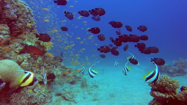 Um mergulhador com peixes tropicais coloridos — Vídeo de Stock