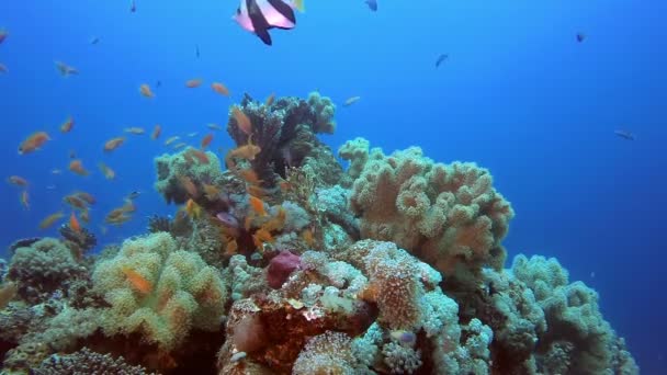 Bannerfish and Lionfish — Stock Video