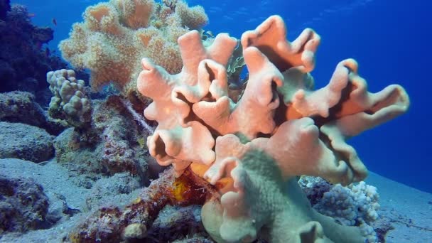 Piękne miękkie korale — Wideo stockowe