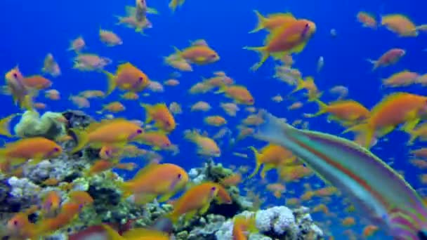 Beautiful Underwater Close Up Colorful Fishes — Stock Video