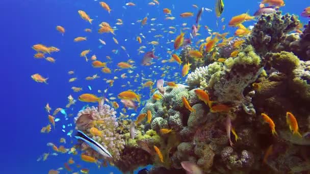 Hermoso jardín de coral tropical — Vídeo de stock