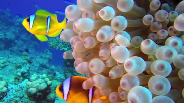 Beautiful Underwater Clownfish and Sea Anemone — Stock Video