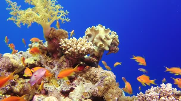 Красивые подводные красочные кораллы и рыбы — стоковое видео