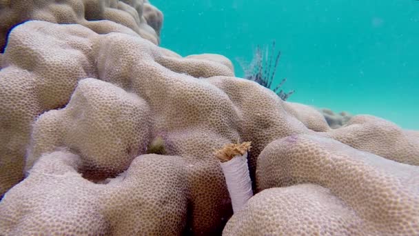 Beautiful Underwater Feather Duster Worm — Stock Video