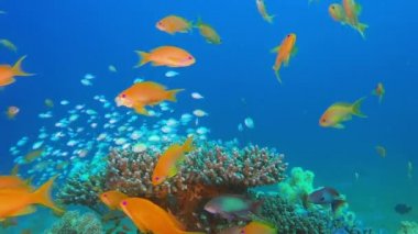 Mavi-Yeşil Kromlar ve Tropikal Balıklar