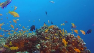 Renkli Resif Sualtı