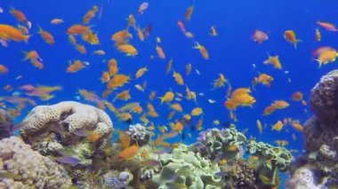 Mercan Kayalıkları Deniz Burnu