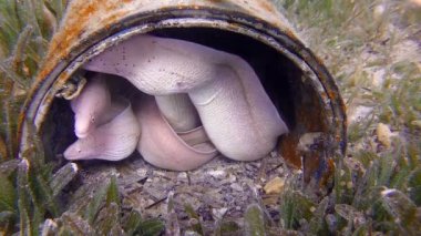 Aile Gri Geometrik Morays
