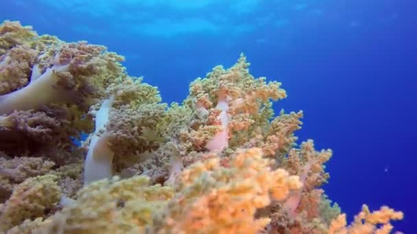 Brokkoli-Koralle mit blauem Wasserhintergrund — Stockvideo
