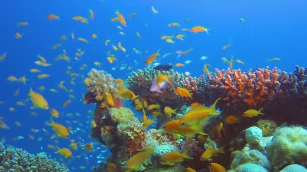 Beauté colorée monde sous-marin — Video