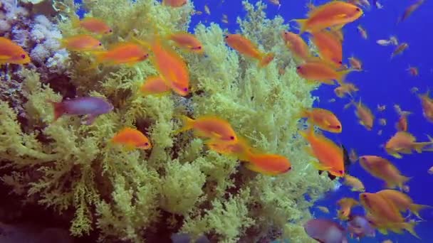 Färgglada fiskar och mjuk broccoli korall — Stockvideo