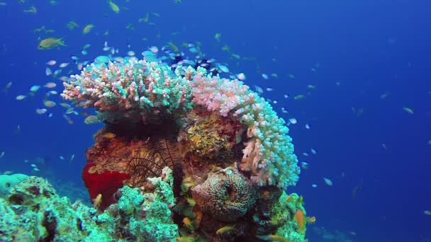 Barevné ryby a korály — Stock video