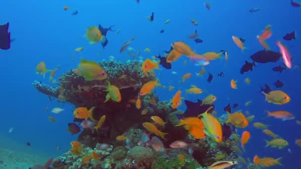 Paisajes coloridos bajo el agua — Vídeo de stock