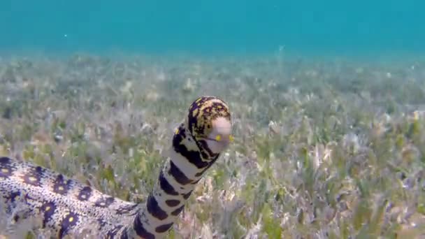 Floco de neve tropical colorido Moray — Vídeo de Stock