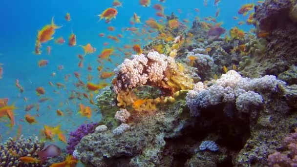 Kleurrijke onderwater zeegezicht — Stockvideo