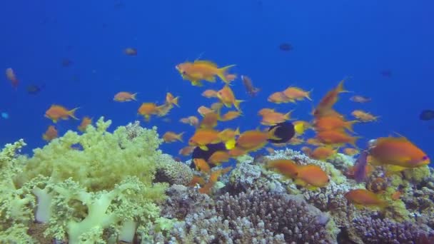 Vida submarina colorida Paisaje marino — Vídeo de stock