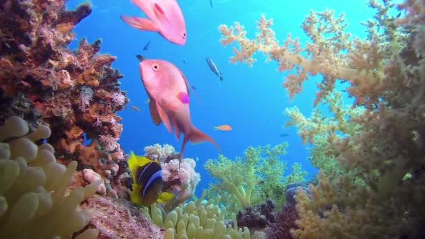 珊瑚礁海洋生物 — 图库视频影像