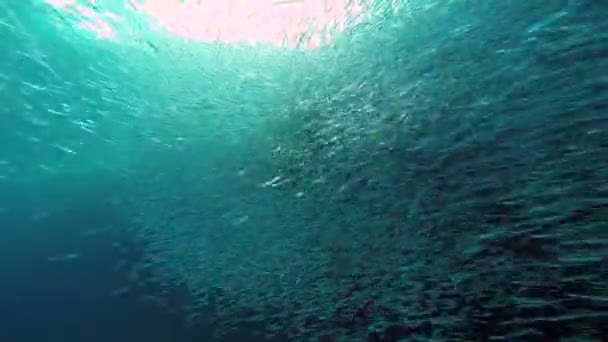 Caça aos peixes ao pôr-do-sol — Vídeo de Stock