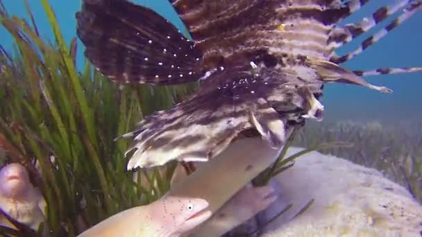 Геометричні морси і Лев-риба — стокове відео