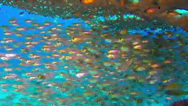 Подводная стеклянная рыба — стоковое видео