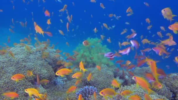 Felices peces tropicales coloridos — Vídeo de stock