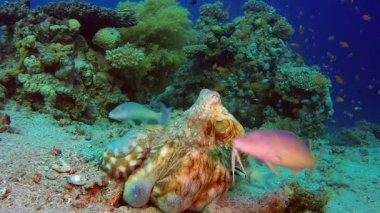 Ahtapot balıkçılık