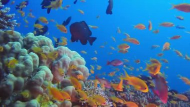 Kızıldeniz Sahnesi