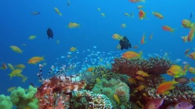 Aslan-Balık ve Tropikal Sualtı Denizi