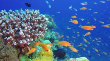 Tropikal Renkli Sualtı Sahnesi