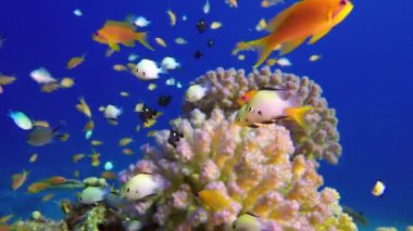 Tropikal Renkli Sualtı Deniz Manzarası