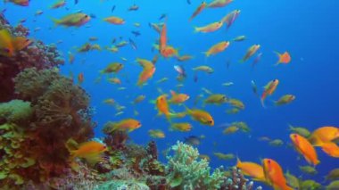 Tropikal Turuncu Pulfin Anthias