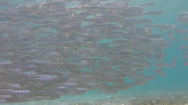 Poisson à tête dure Silverside — Video