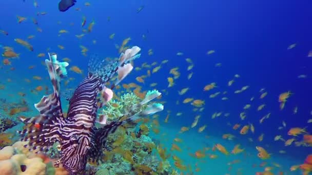 Pesce leone Pesci tropicali del mare — Video Stock