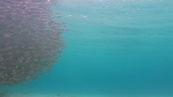 Σχολείο του Hardyhead ψάρια με μπλε φόντο νερό — Αρχείο Βίντεο