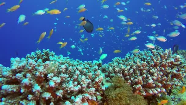 Tropické barevné rybky — Stock video