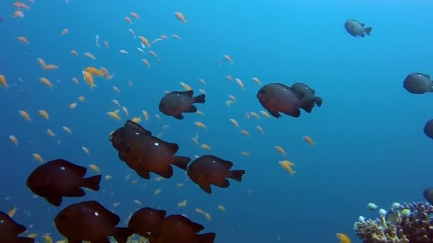 उष्णकटिबंधीय पाण्याखाली थ्रेस्प्रूट मासे — स्टॉक व्हिडिओ