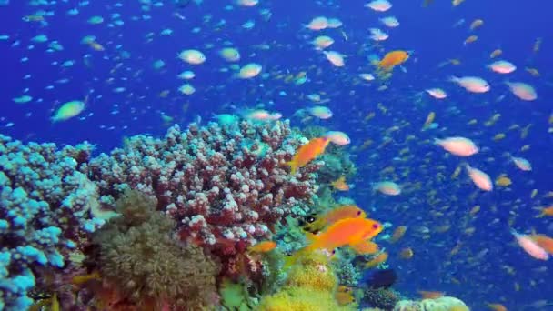 Mavi Deniz Arka Plan lı Tropikal Balıklar — Stok video