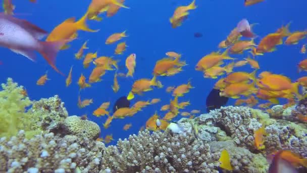 Barriera corallina tropicale e pesci felici — Video Stock