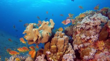 Su altı Güzel Sahne