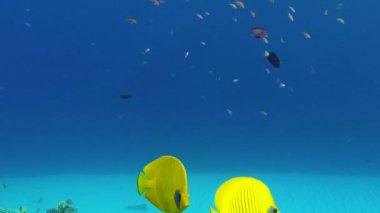 Sualtı Renkli Tropikal Balık Butterflyfish