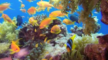 Sualtı Close Up Renkli Tropikal Balıklar