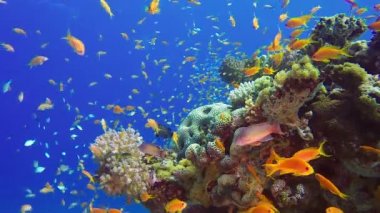 Sualtı Renkli Tropikal Balık